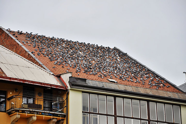 A2B Pest Control are able to install spikes to deter birds from roofs in Malvern. 