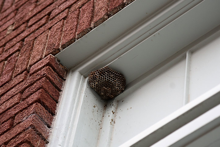 We provide a wasp nest removal service for domestic and commercial properties in Malvern.